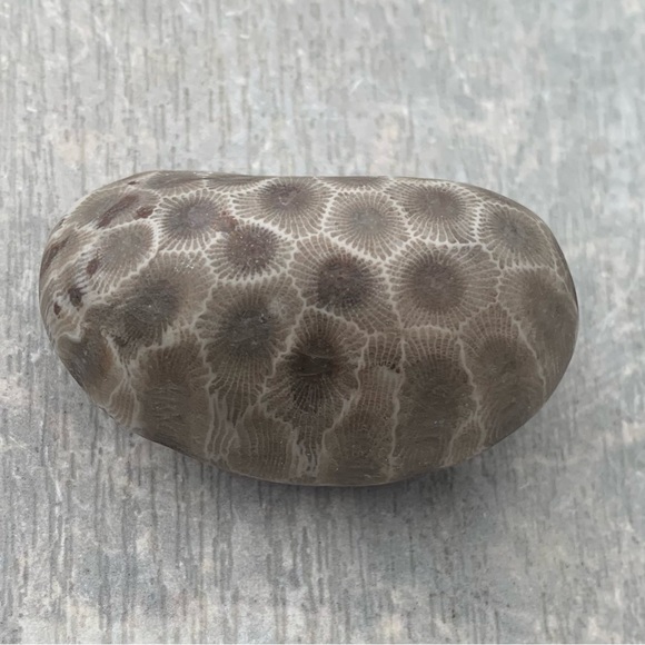 Petoskey stone - Picture 6 of 10